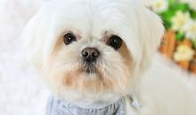 可爱的泰迪狗点点