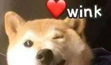 我家的小狗多多