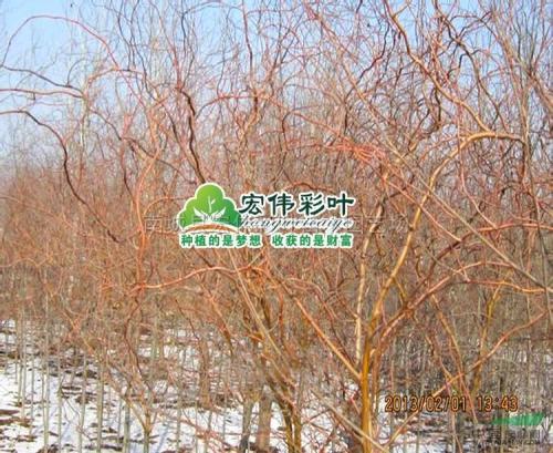 新时代变色龙_750字