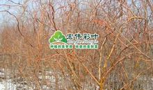 新时代变色龙_750字