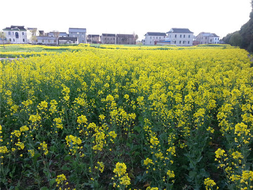 油菜籽