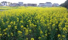 家乡的油菜花