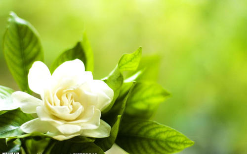子花