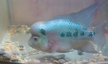 我家的两座罗汉