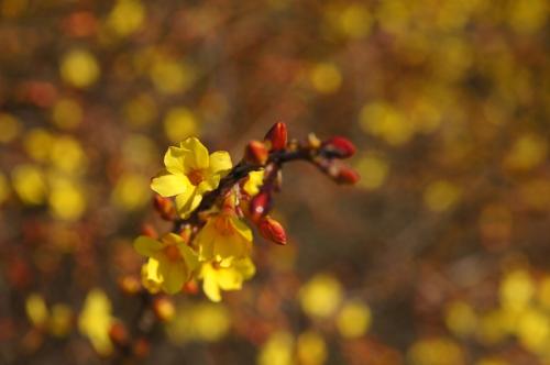 迎春花
