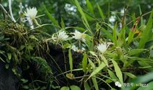 夜中月圆月下昙花