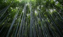 我爱家乡的翠竹