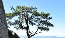 门前的一棵松树