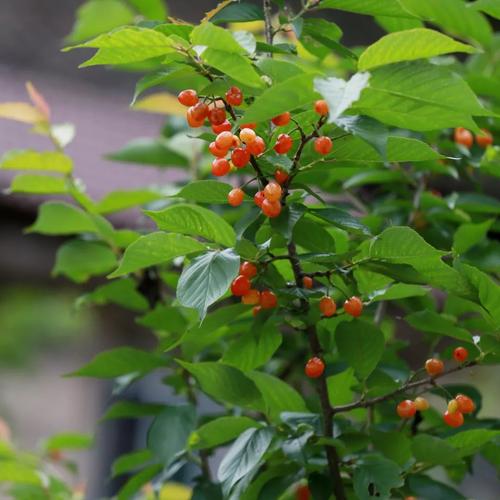 房子旁的樱花树