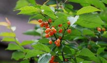 屋旁的那颗樱桃树