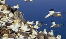 尊重自然，保护环境——读《美丽的西沙群岛·西沙航母永兴岛》有感