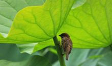 留在心底的声音