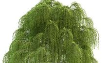 我爱家乡的柳树