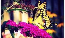 那些年，那些花儿