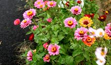 那条路绽放亲情