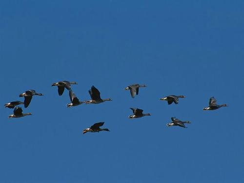 Lone Goose_700个单词