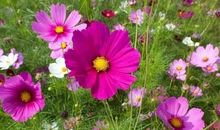 让生活多一份阳光