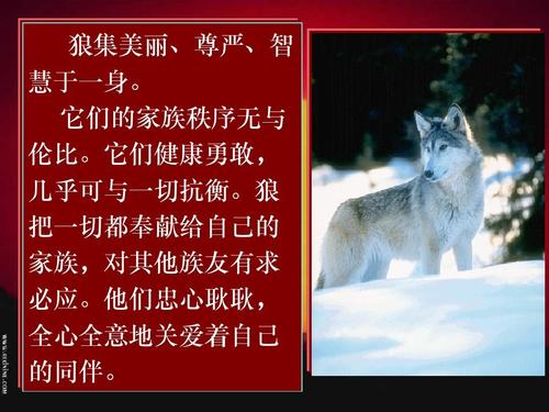 狼的智慧