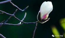 春天在那抹淡淡的绿意里