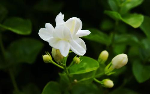 像茉莉一样美丽