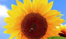 我喜欢的太阳花