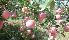 我家乡的苹果
