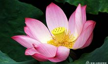 快乐与豁达同在