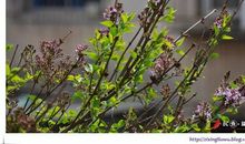 外婆家的紫丁香