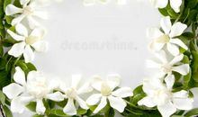 外婆家的栀子花