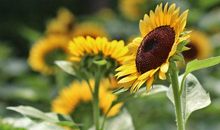 阳光向暖，茉莉飘香