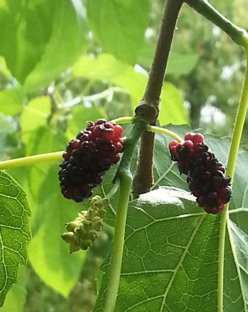 桑berries的味道