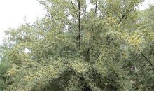 我爱家乡的沙枣树