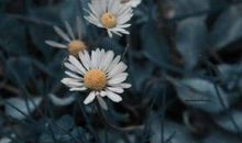 总有柳暗花明时