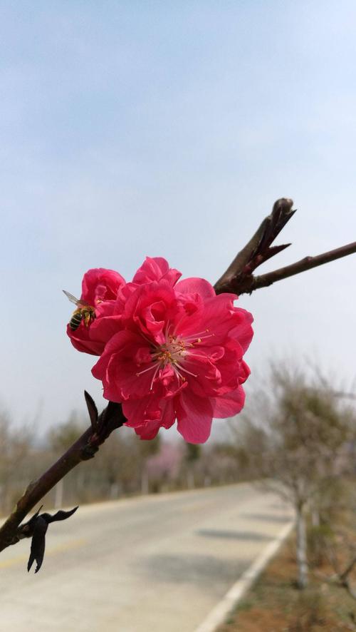 生长，香气弥漫