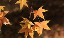 最吸引我的季节