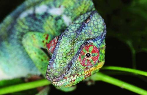 “变色龙”妈妈