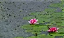 那个暮春的雨天