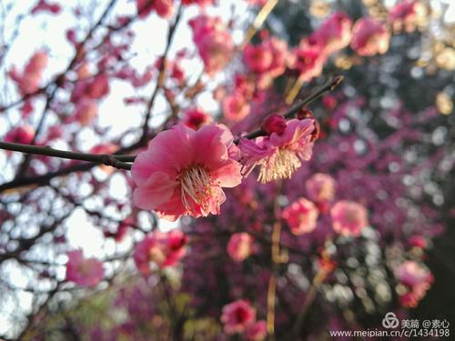 爱在我心中绽放