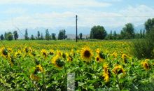 有您的地方，阳光灿烂