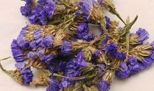 勿忘我——第三章_550字