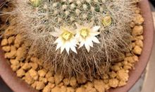 我喜欢的仙人球