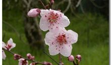 我和桃花有个约