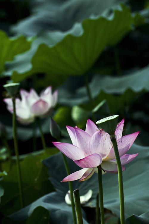花鸟_300字