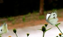 春雨，你终于来了