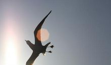 追随一只鸟儿自由飞翔_1200字