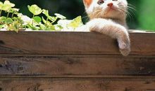 可爱的小猫“花花”