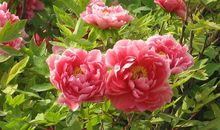 家乡的牡丹花田