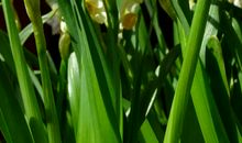 我喜爱的水仙花