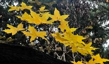 感动夏雨的洗涤