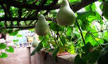 小扇轻摇的时光